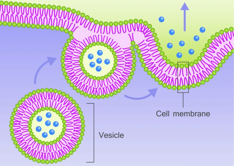 Liposome Encapsulation Technology - Gmpriority Pharma - The Liposome