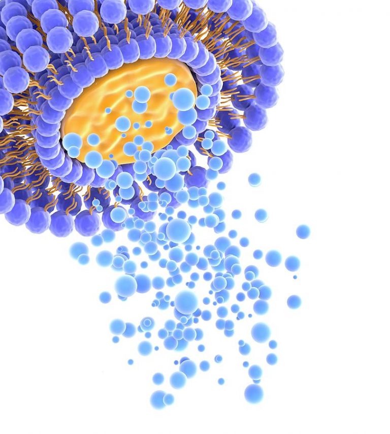 targeted liposome delivery