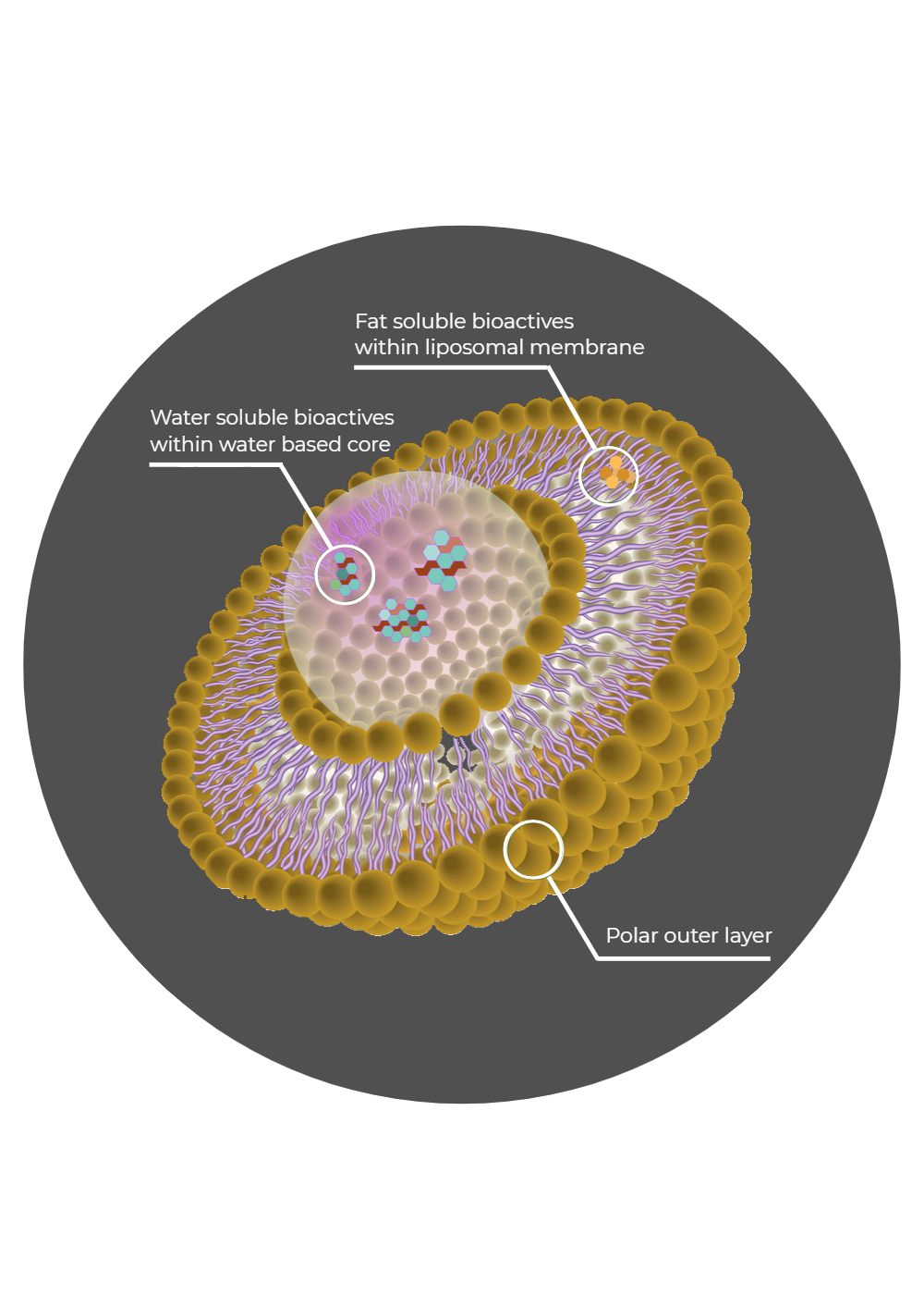 a liposome fat and water soluble bioactive